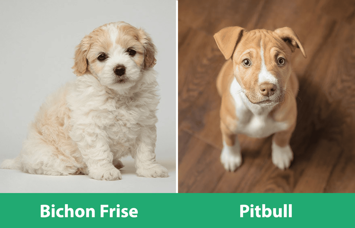 Bichon Pitbull Side By Side