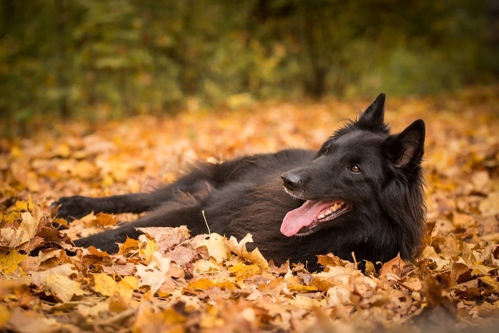 Black Belgian Sheepdog in fall leaves