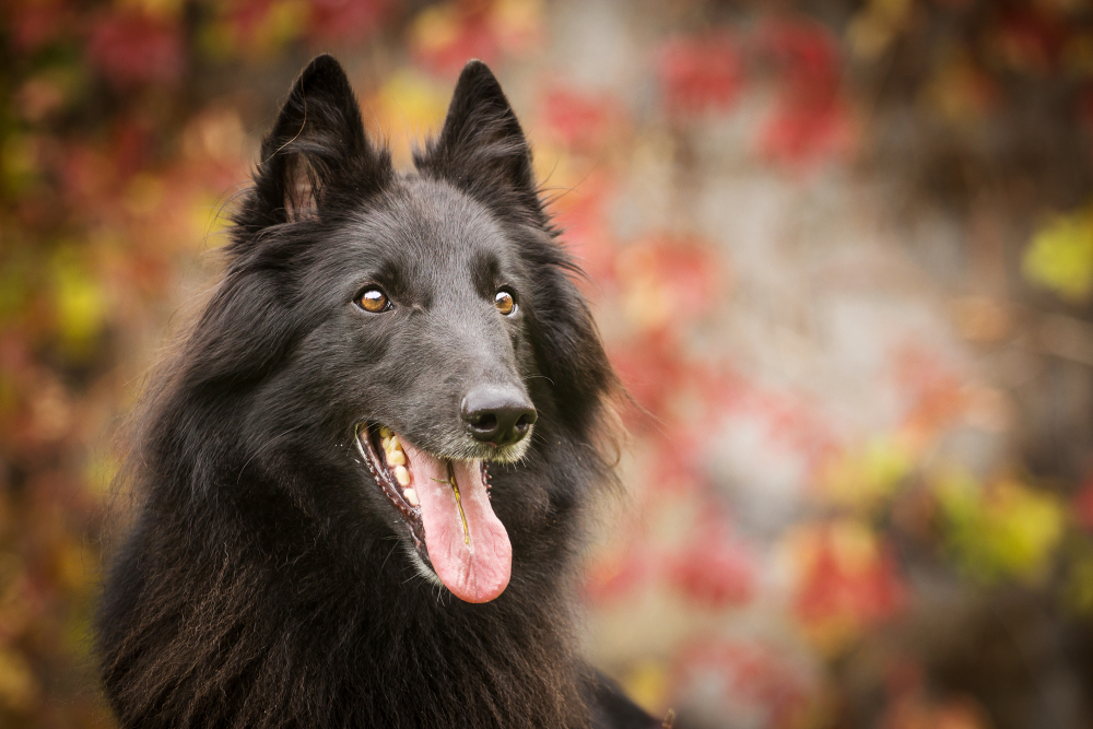 Black Belgian Shepherd Groenendael Autumn Portrait