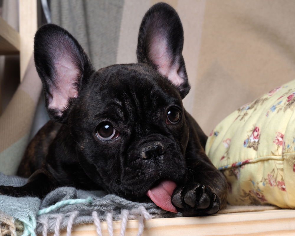 Black French bulldog paw licking tongue
