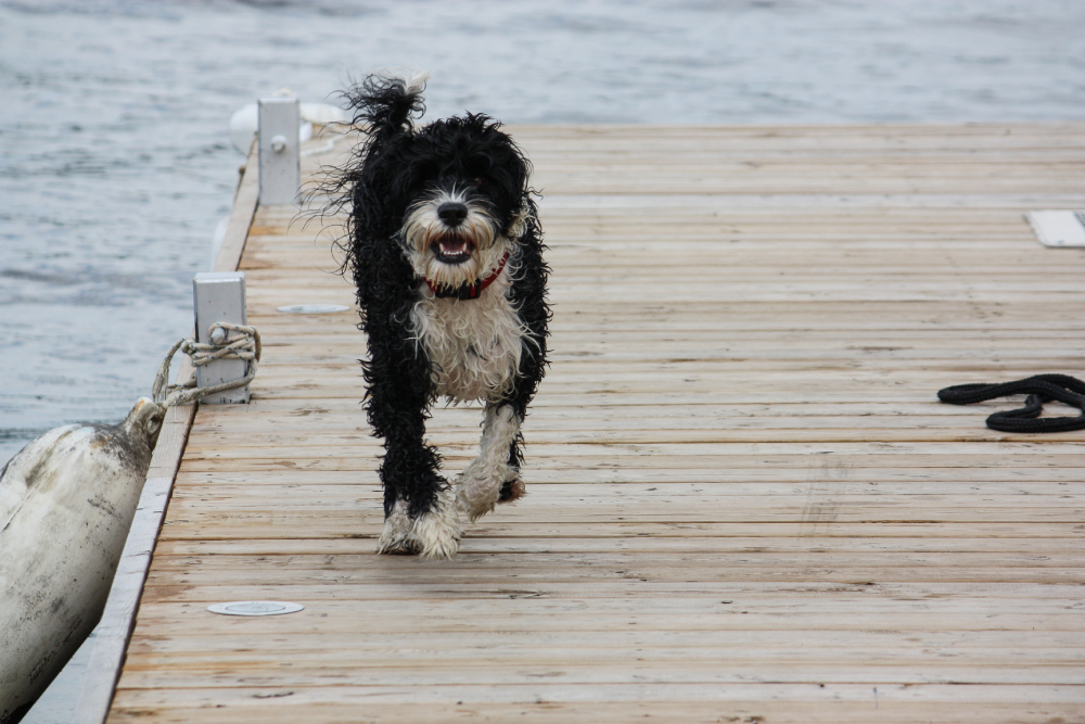 Black and white Portuguese Water dog running down the dock after swimming in the lake