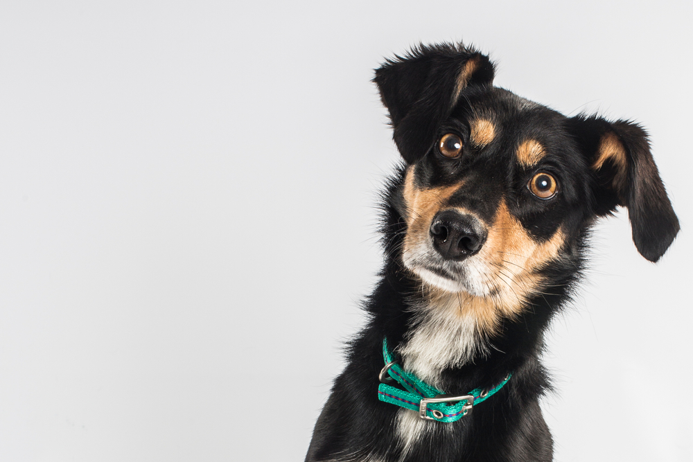 Black dog staring at the camara and wearing a green collar