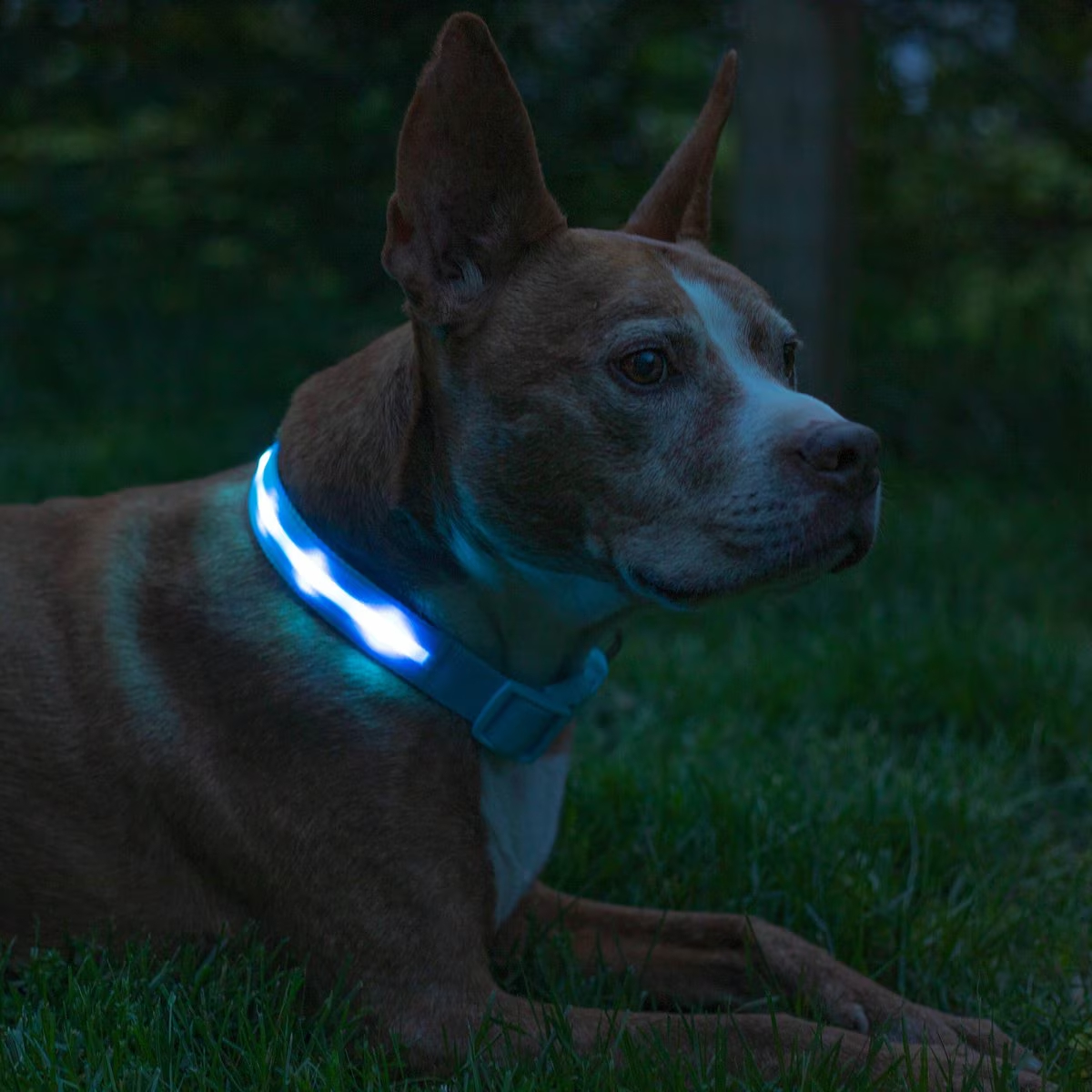 Blazin LED USB Rechargeable Nylon Dog Collar