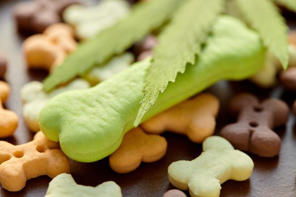 Bone-shaped treats with CBD