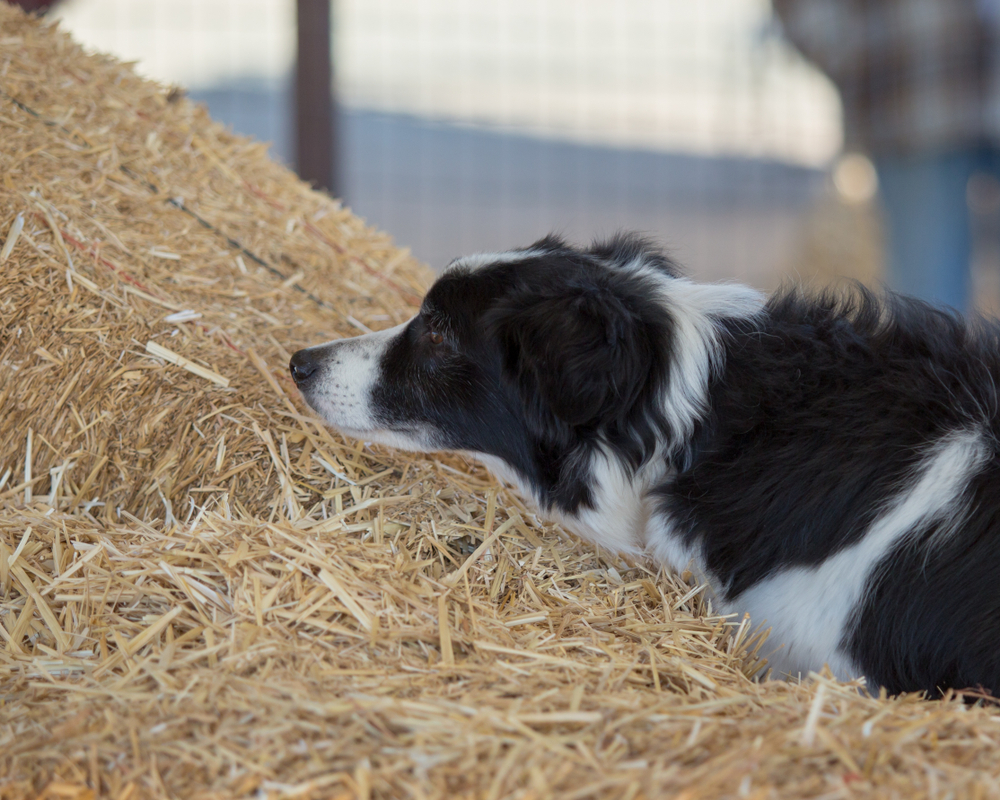 Border Collie checking the straw for a rat during a hunt game