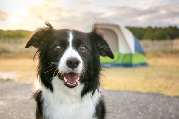 Border Collie dog in front of a camping tent