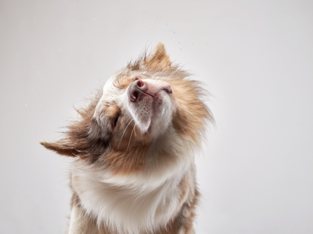 Border Collie dog shakes off