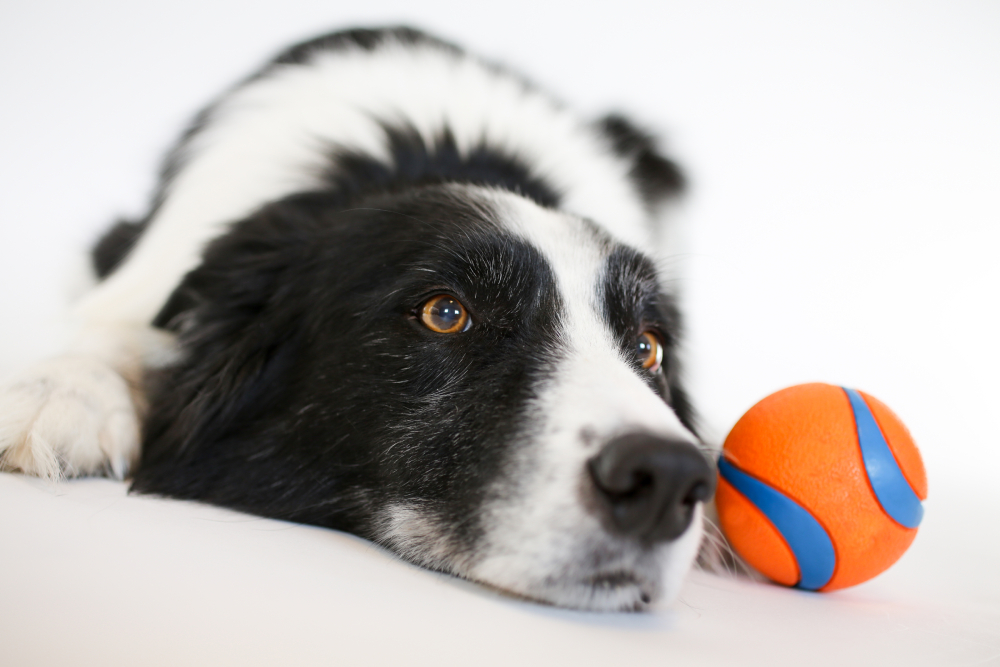 Border Collie laying down looking forward with an orange ball