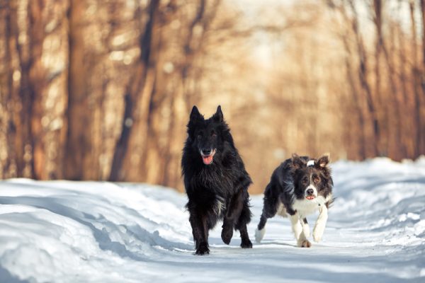 Border collie dogs and belgian shepherd dog running in the park in winter