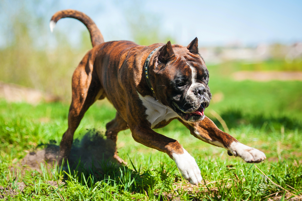 Boxer running in the yard