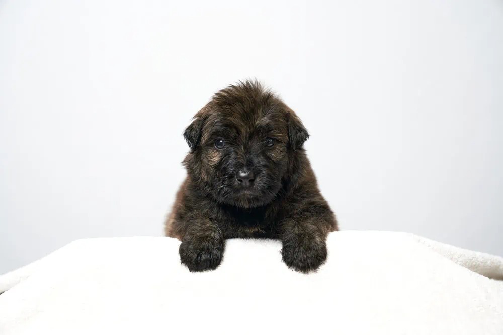 Brindle-color-4-week-old-Bouvier