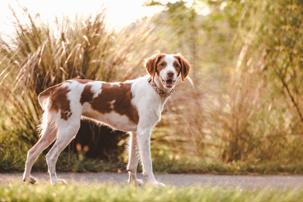 Brittany spaniel