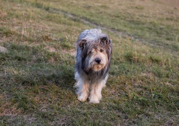 Carpathian sheepdog walking outside