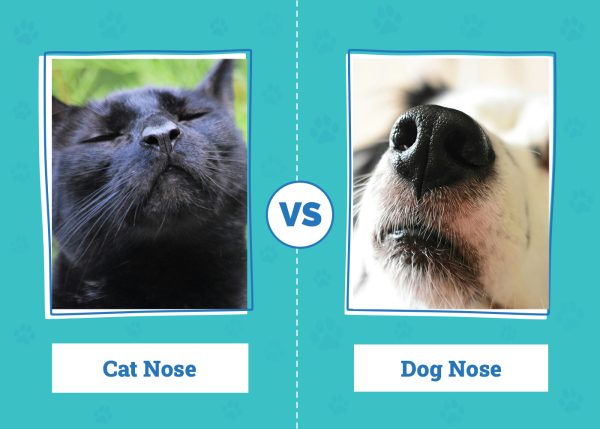 Cat Nose vs Dog Nose