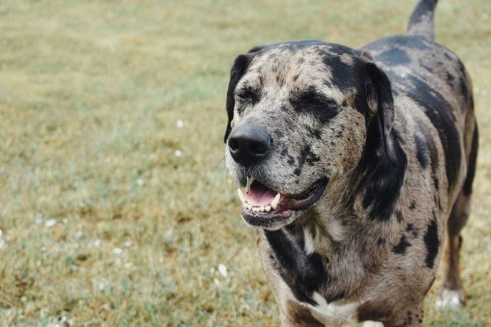 Catahoula-Leopard-Dog