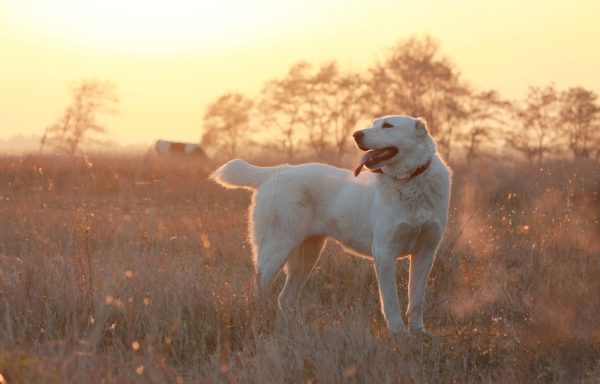 Central Asian Shepherd Dog in the sunset outdoors