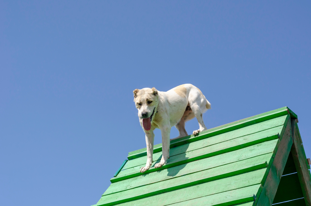 Central Asian Shepherd or Alabai dog doing training obstacle course