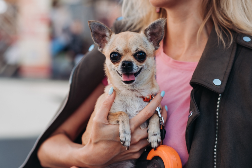 Chihuahua dog in woman hands