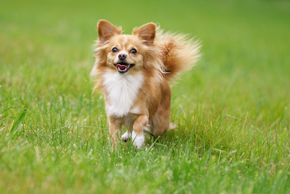 Chihuahua dog standing on grass