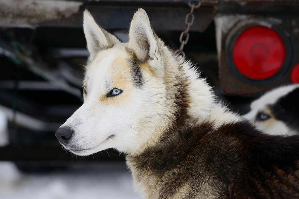 Close up   of Seppala Siberian Sleddogs with bluish  eyes waiting to beryllium  harnessed for canine  sled races