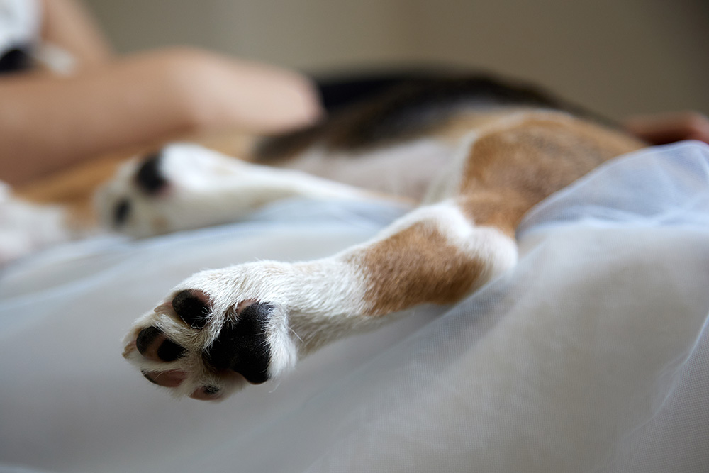 Close-up of a dog's paw hanging lifelessly from the knees of a little girl