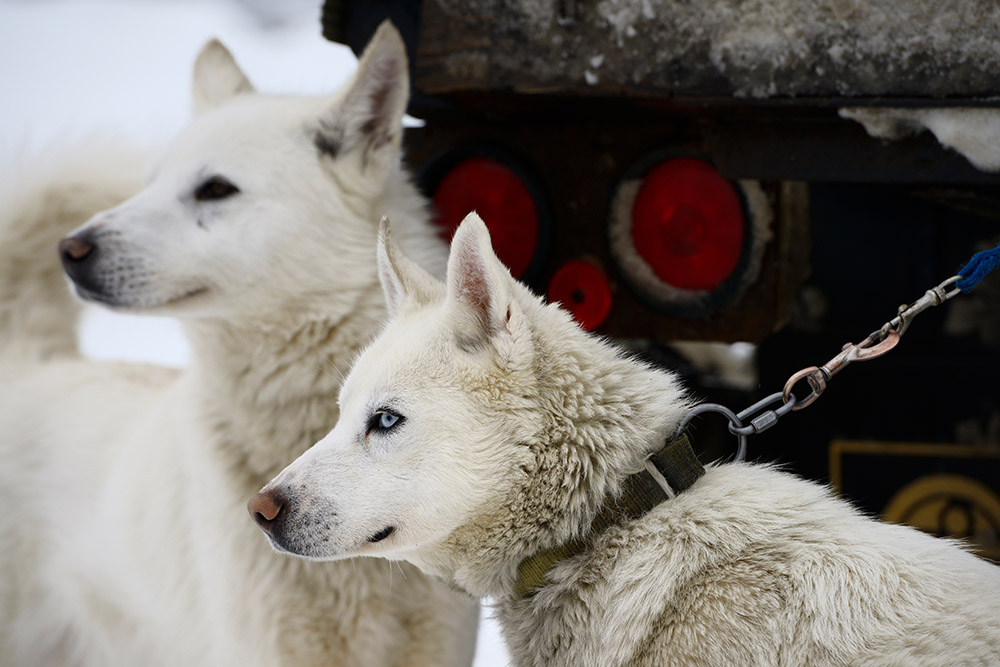 Close up   of blond Seppala Siberian Sleddogs waiting to beryllium  harnessed for canine  sled races