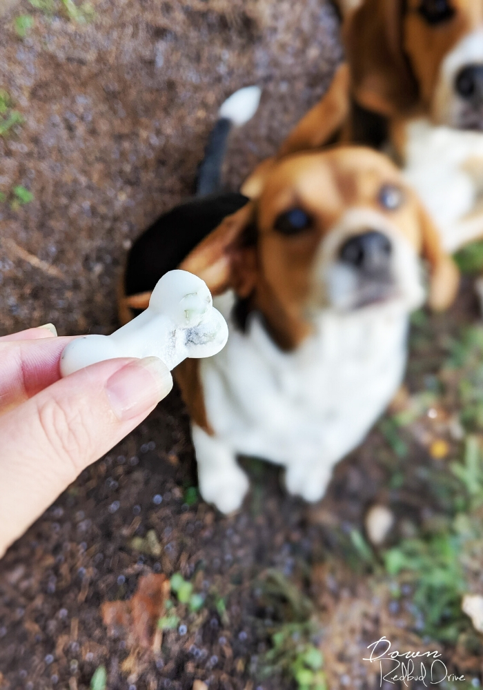 Coconut Oil and Mint Dog Treats