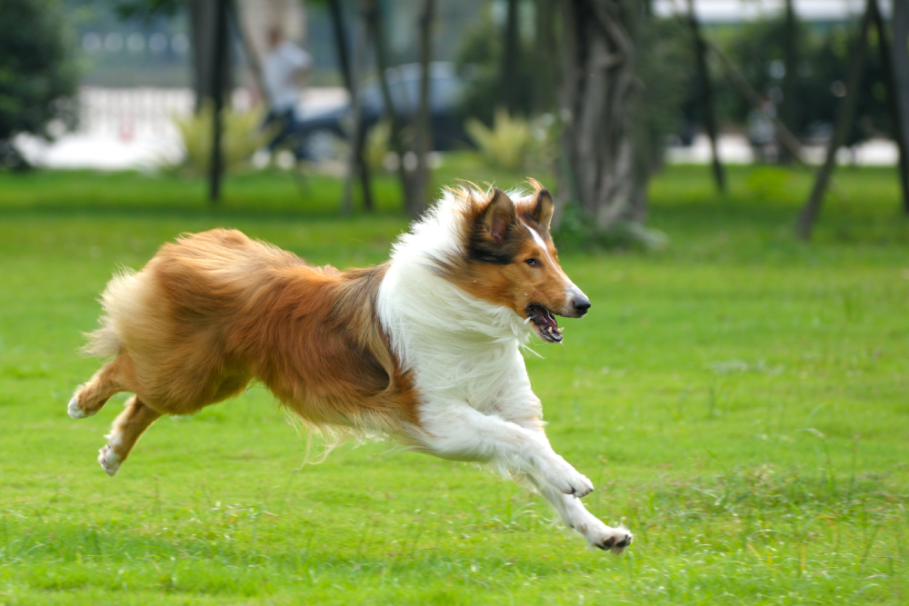 Collie running in grass