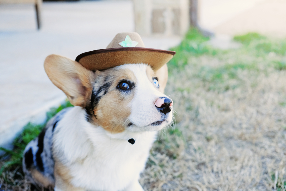 Corgi puppy dog in cowboy hat closeup