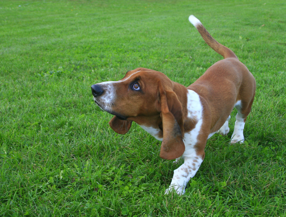 Curious Basset Hound Puppy
