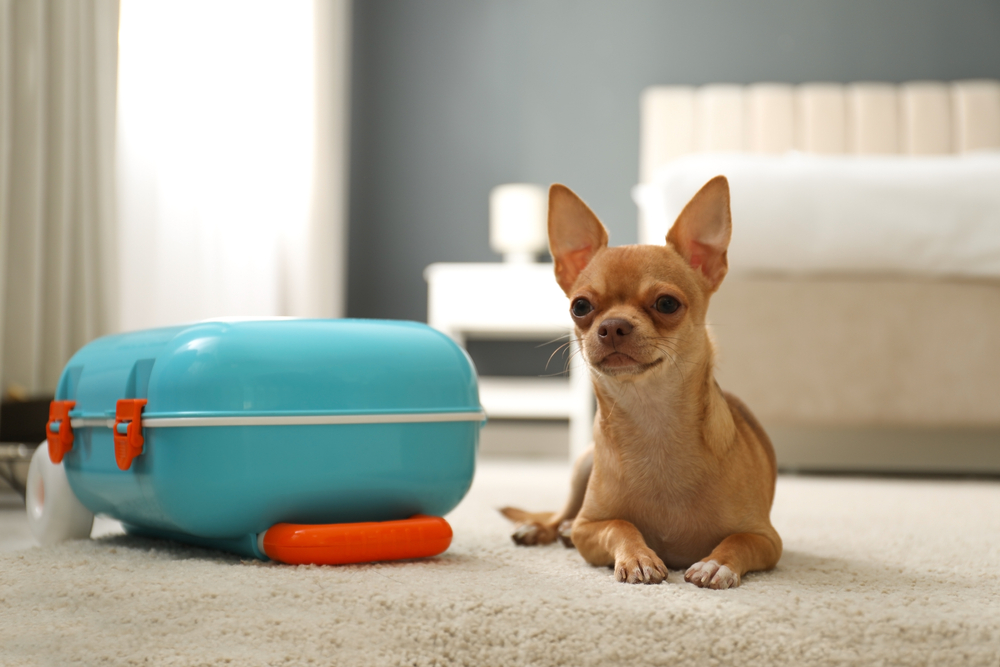 Cute Chihuahua dog near blue suitcase in a Pet friendly hotel