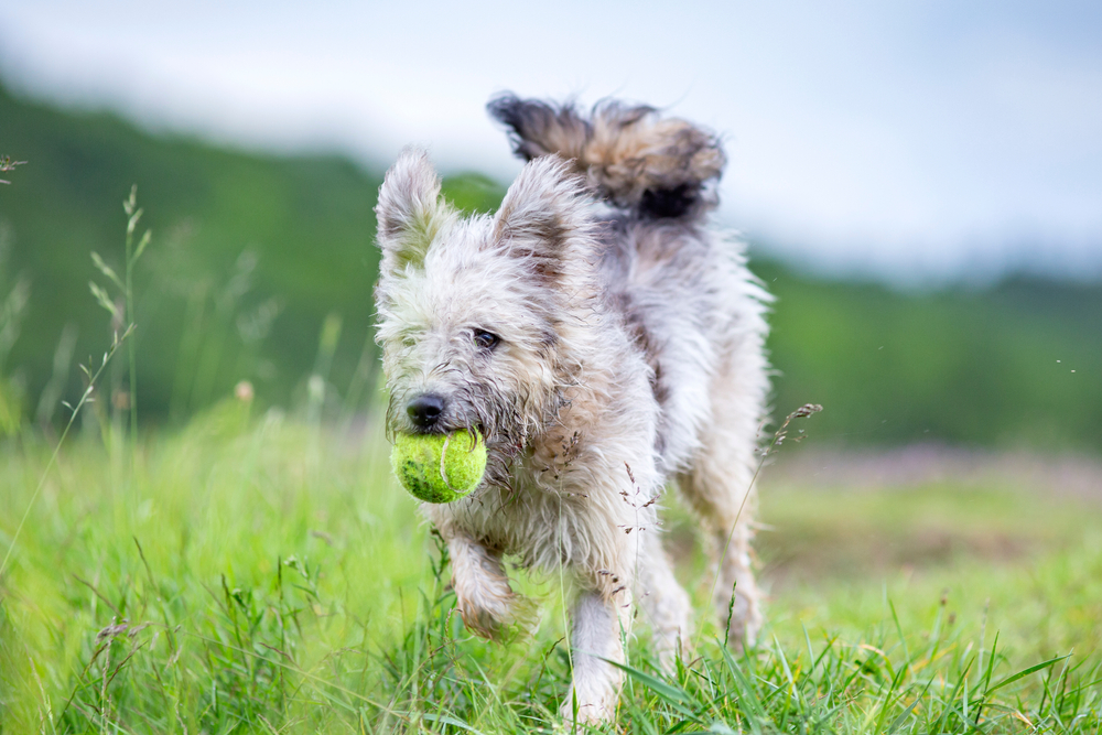 Cute Hungarian Pumi shepherd dog enjoying outdoors in spring