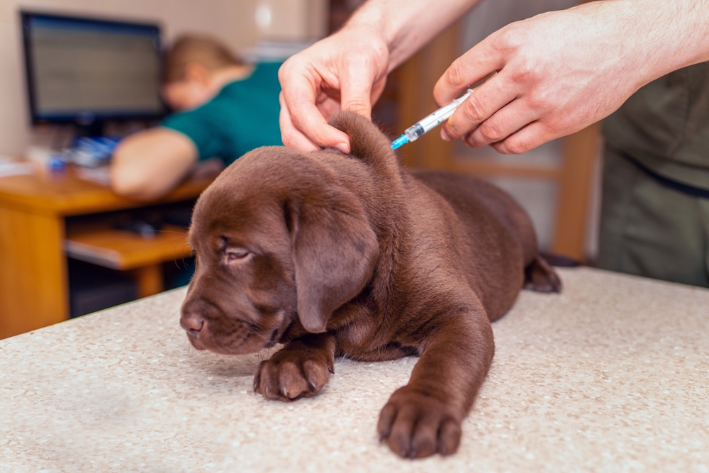 Cute Labrador puppy getting a vaccine