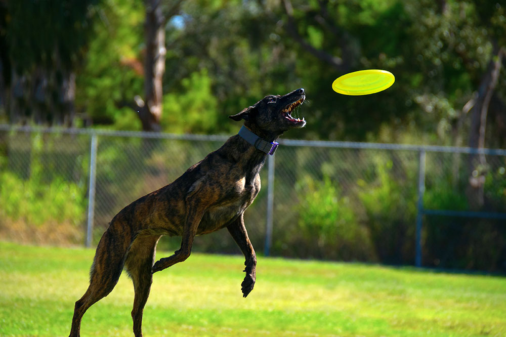 Cute Treeing Tennessee Brindle striped dog flying through the air air to catch a disc