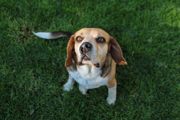 Cute beagle dog with a cleft lip