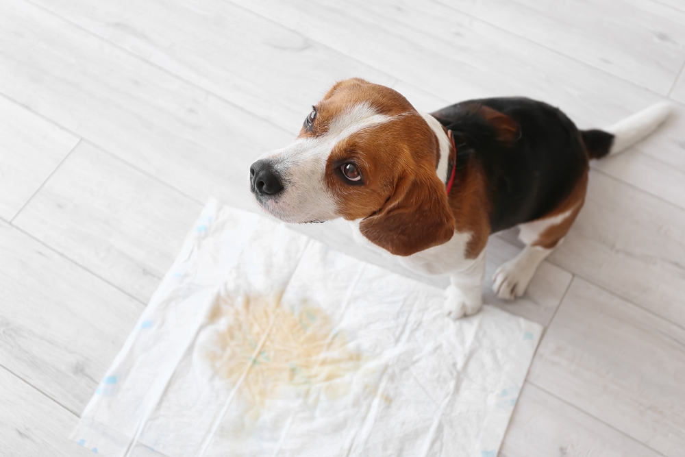 Cute dog near underpad with wet spot on floor