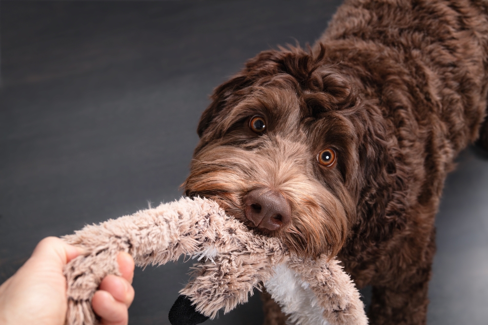 Cute dog playing tug with owner