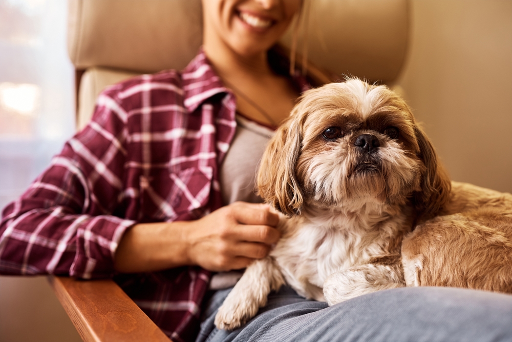 Cute dog relaxing on woman's lap at home