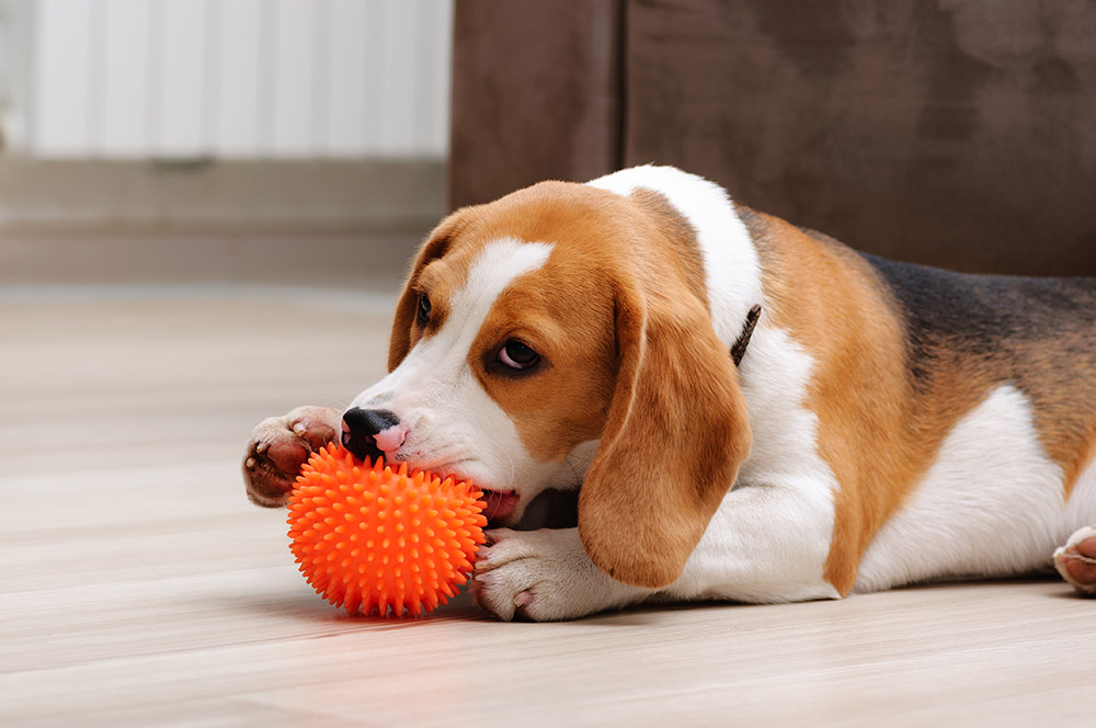 beagle puppy chewing squeaky toy