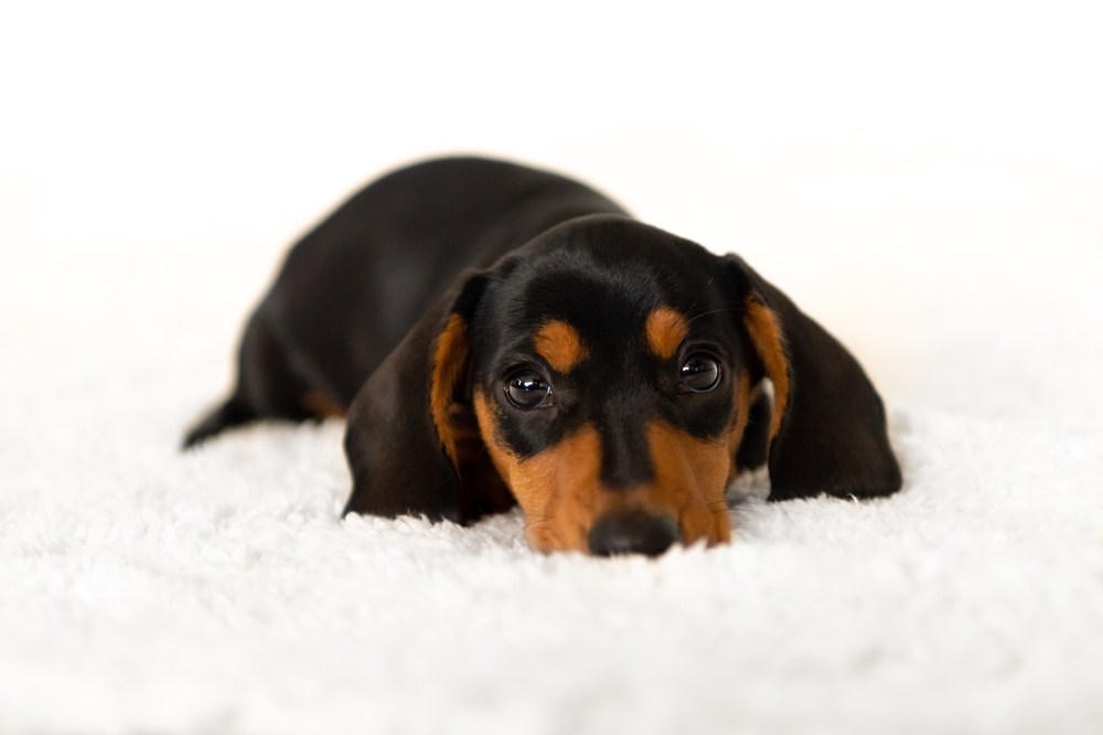 Cute small sausage dog at 10 weeks