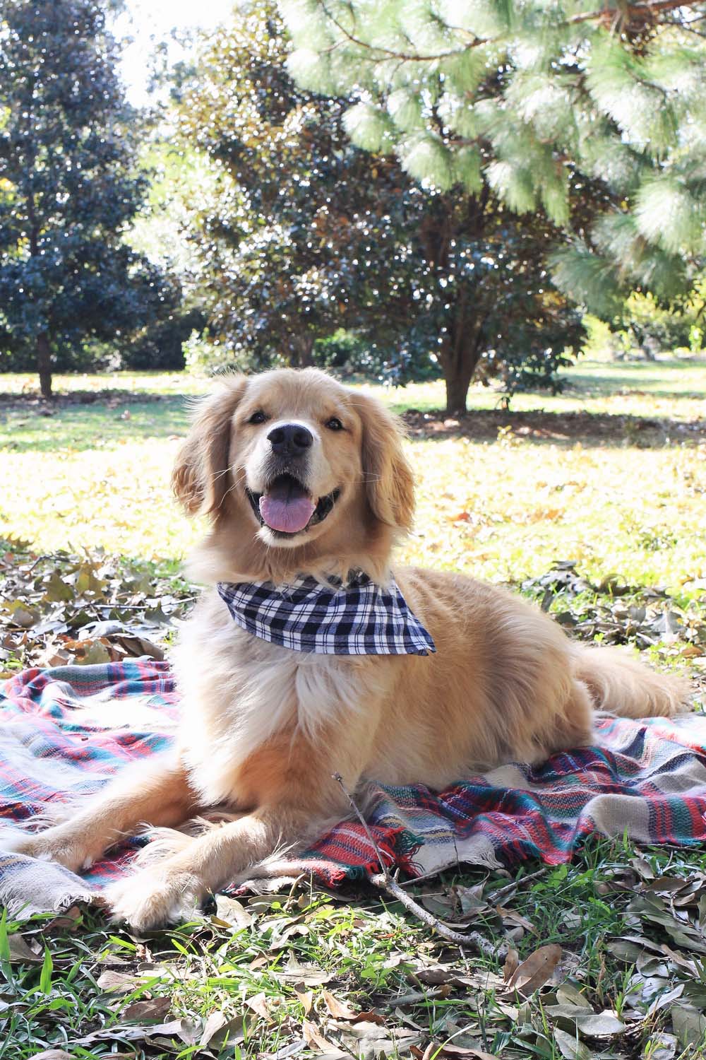 DIY No-Sew Dog Bandana