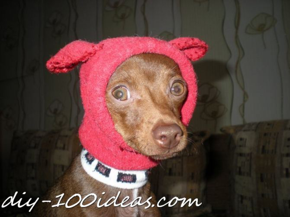 DIY dog hat out of sock