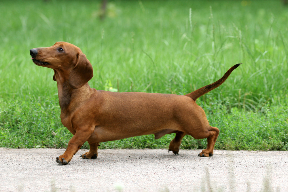 Dachshund dog standing on pathway