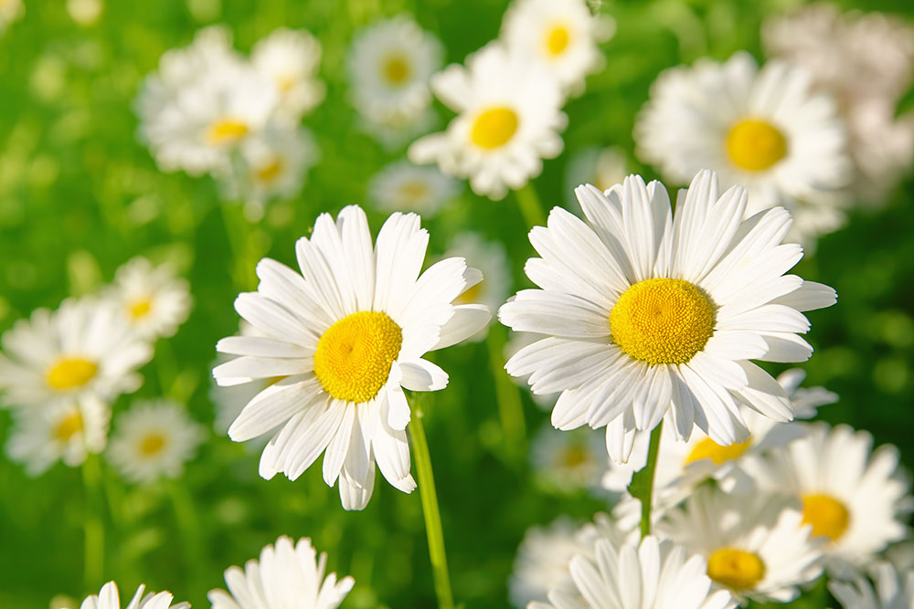 daisy flower on green meadow