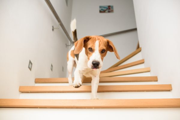 Dog Beagle running down the stairs