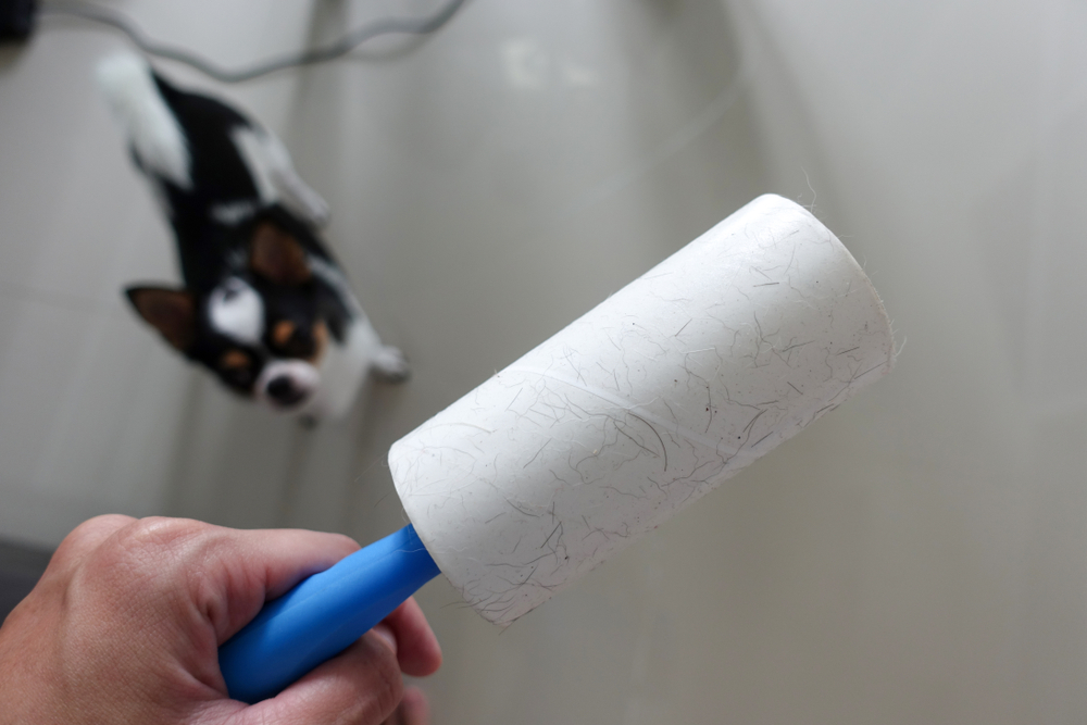 Can you use a lint roller on a dog discount