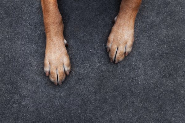 Dog Paws