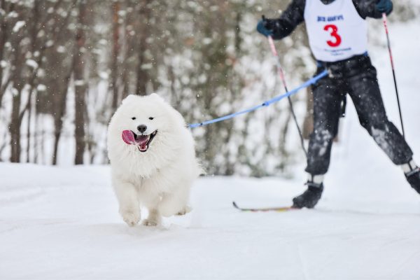 Dog Samoyed skijoring