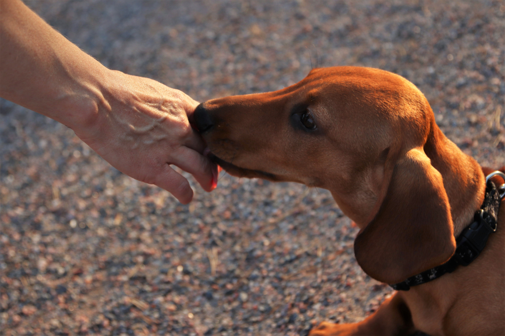 Dog Sniff Owner Hand