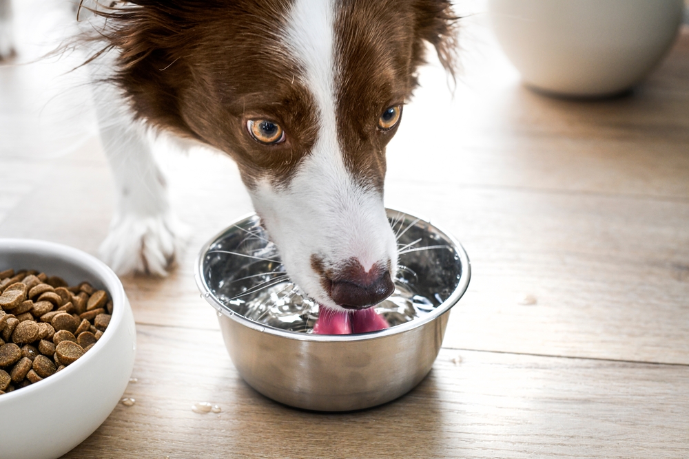 Dog border collie drink clear flat water from steel bowl